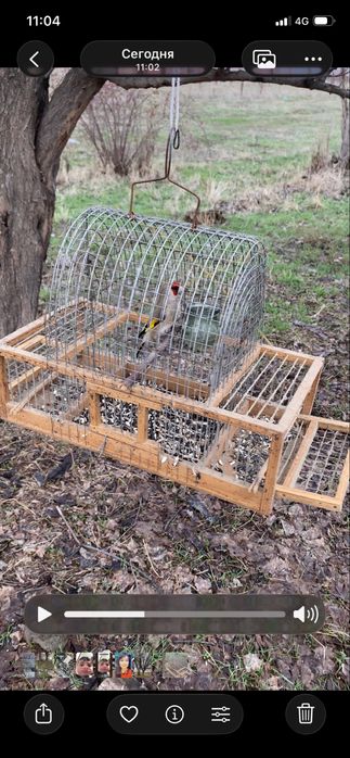 Щегол пепел самец огромный