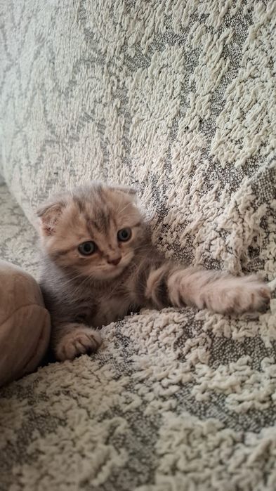 Мальчики скоттиш фолд
