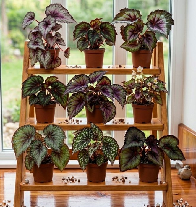 Бегонии сортовые.