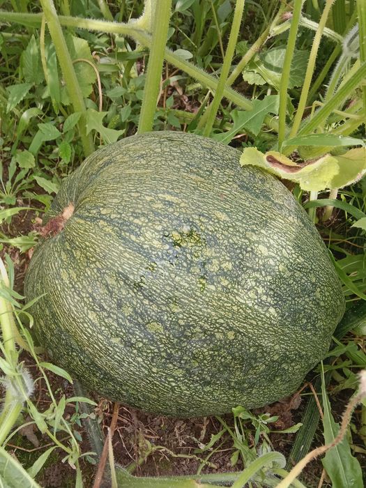 Продам домашную тыкву.