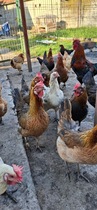 vand ou de incubat si consum