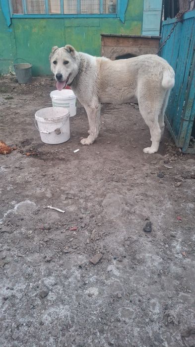 Щенок алаба тттттт