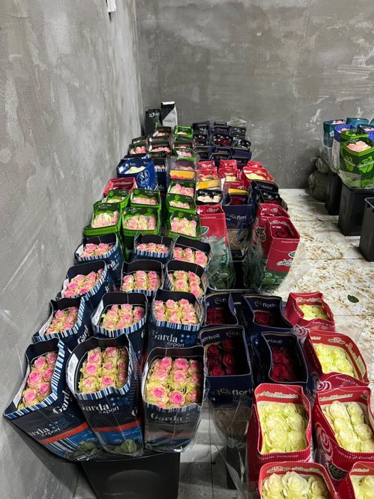 Брат свежие тюльпаны большие