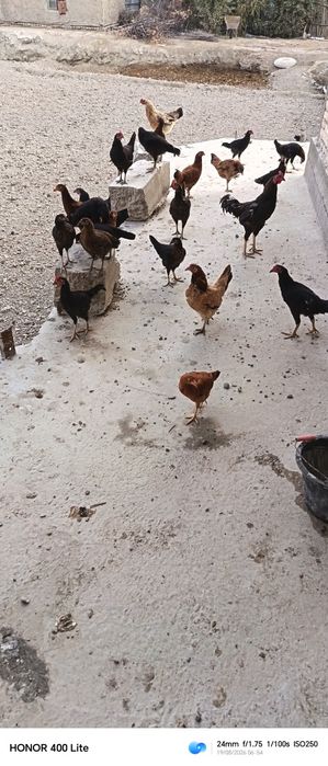 Xonaki tovuqlar sotiladi