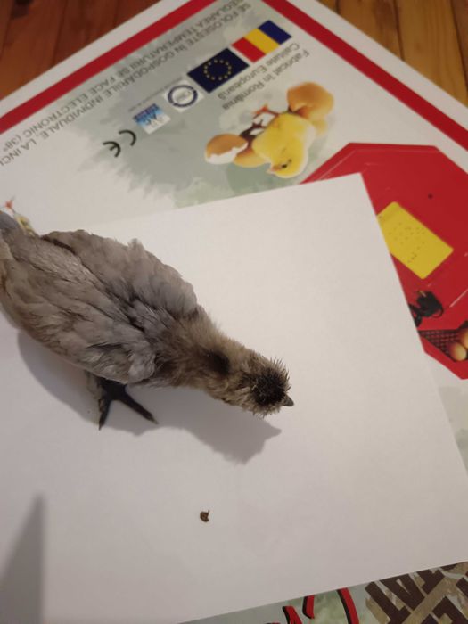 Декоративни пиленца