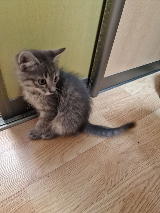 Котята ищут семью