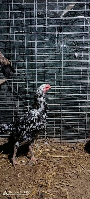 О шамо пара сатылады