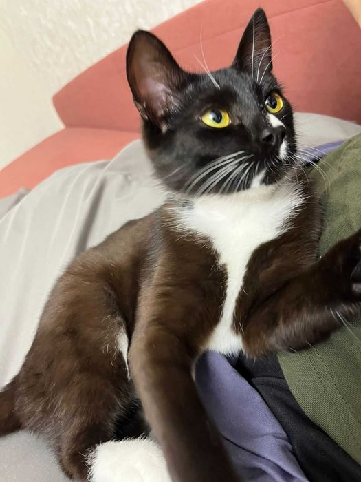 Отдам в хорошие и добрые руки!