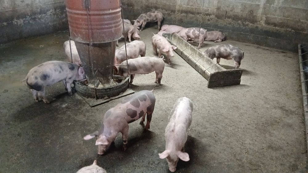 Pasari de curte de vanzare