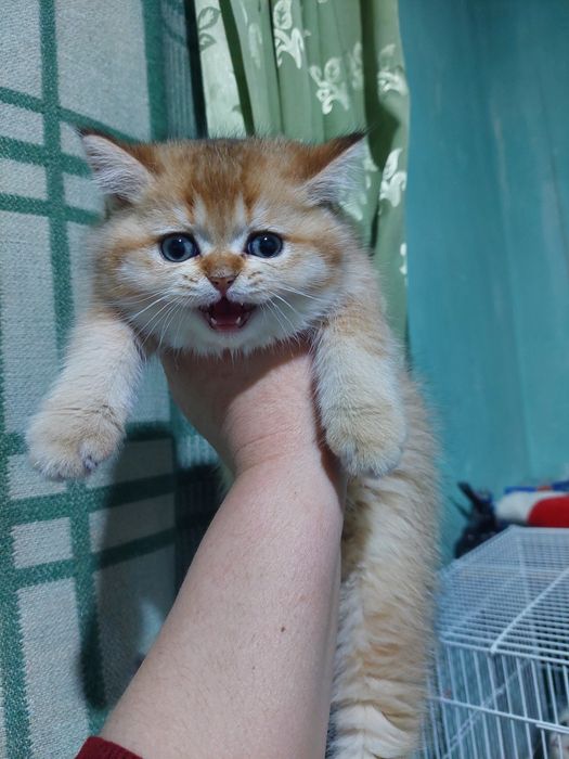 Вяскага Британский золотистый  вязкага опитни