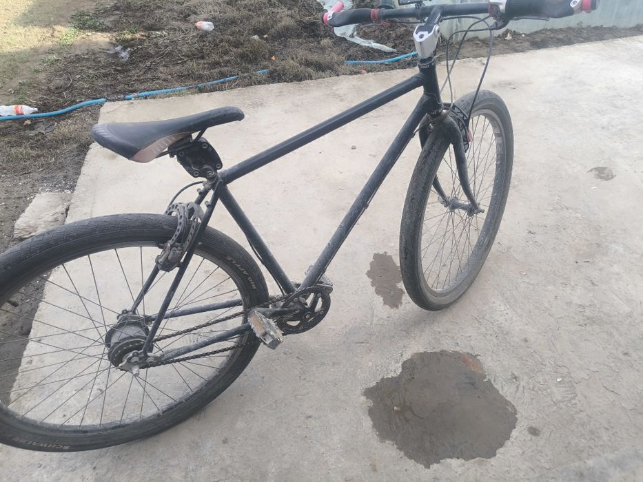 Velik bigbul amerikaniski