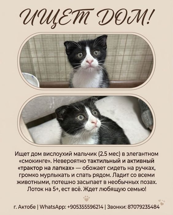 Котята 2.5 месяца в добрые руки