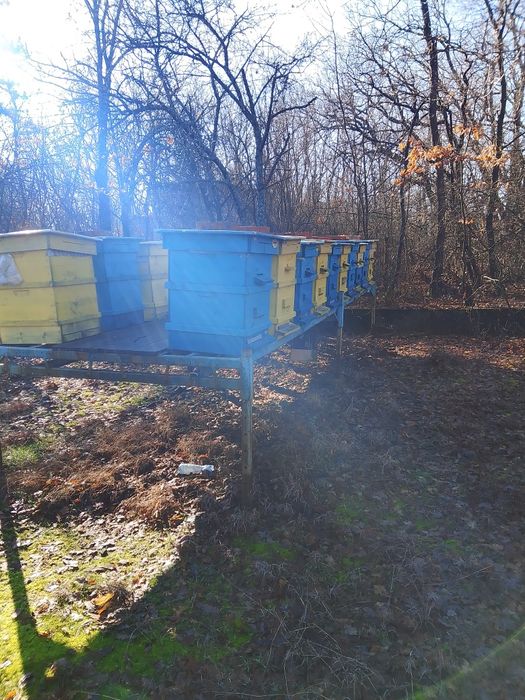 Продавам пчелни семейства