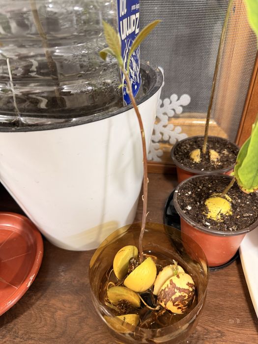 Сажененцы дерева авокадо