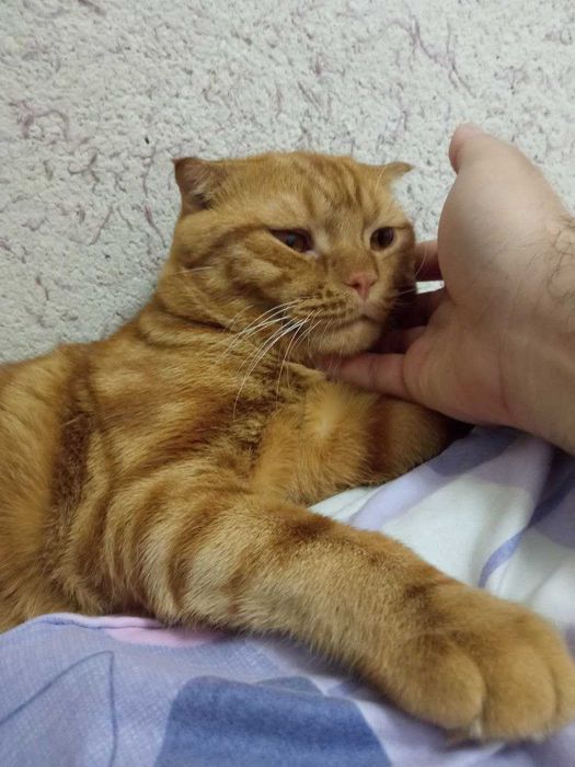 Продается кот скотиш фолд