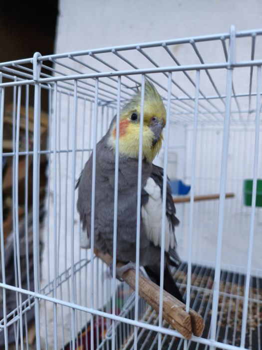 Продам попугая корелла мальчик