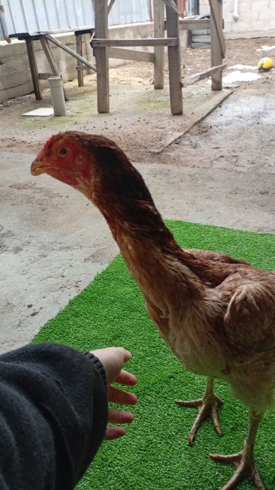 Дакан тауық сатылады