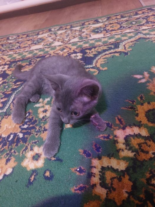 Котенок девочка, отдам в добрые руки.