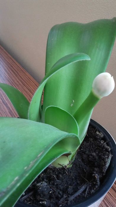 Продаю комнатные цветы разные