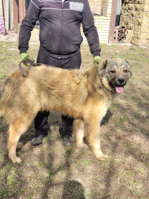 Продам щенка алабай