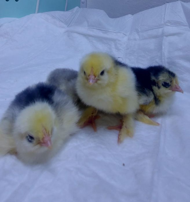 Цыплята помесные