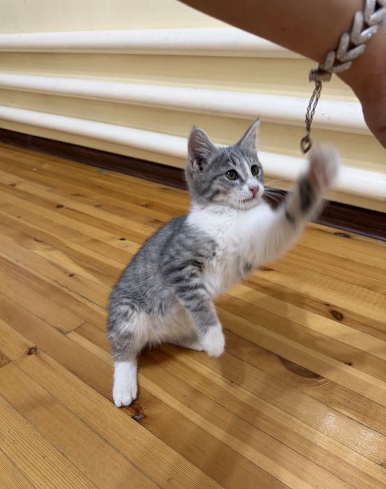 Отдам даром котёнка