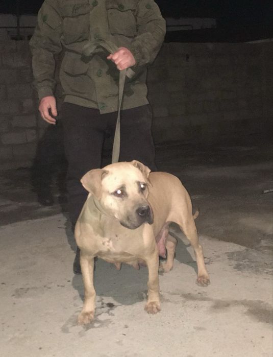 Питбуль щенки мерль элитные
