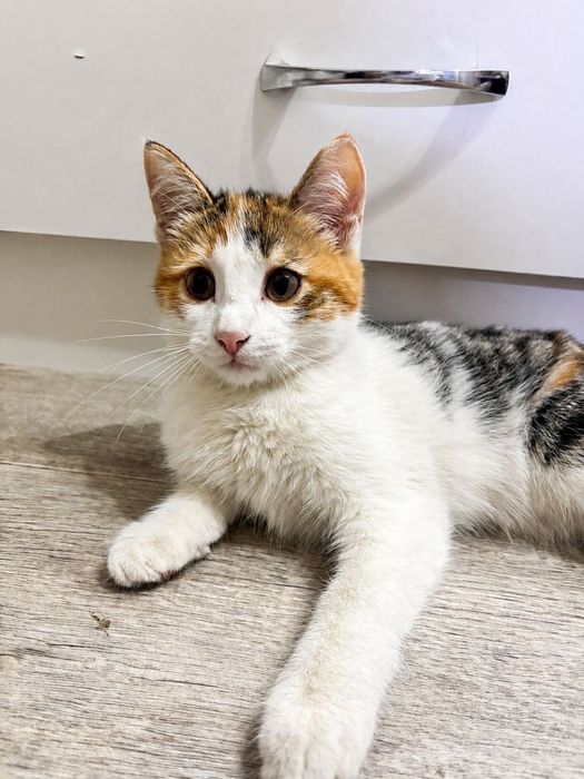 две любящие девочки котятки ищут дом