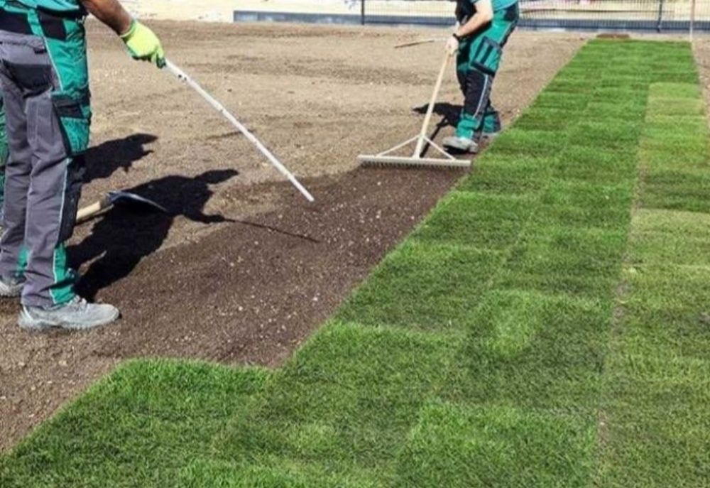 Газон рулонный жонсин виши сорт