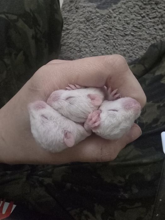 Крысята домашние, не на корм