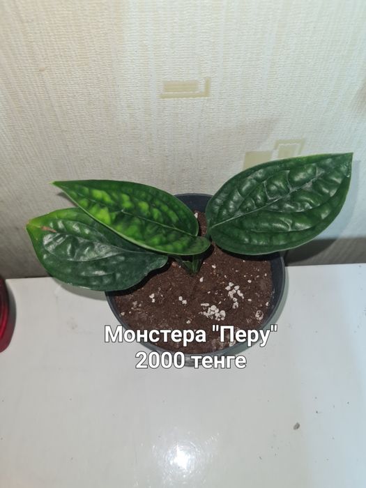 Комнатные цветы продаю