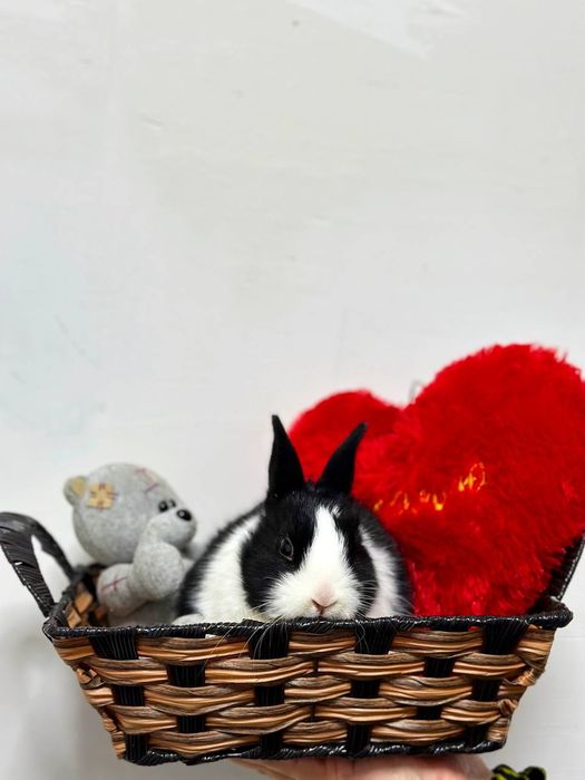 Karlik o'smaydigan quyonchalar