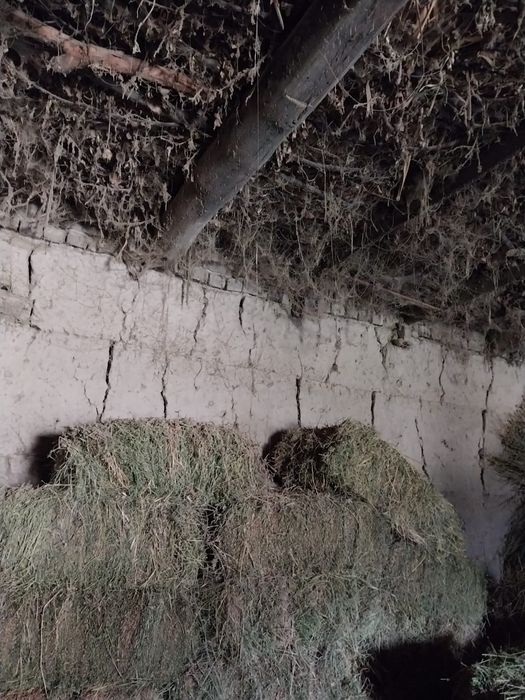 Beda pres kelishamiz yanam