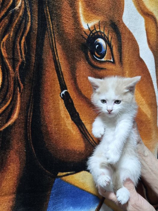 Продам не дорого