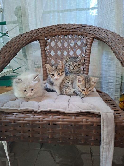 Отдам котят в добрые руки