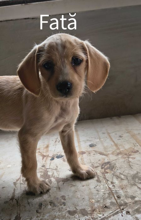 Spre adopție: 5 puiuți energici și iubitori (2 fetițe și 3 băieței)