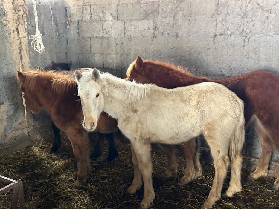 Жабағылар сатылады!