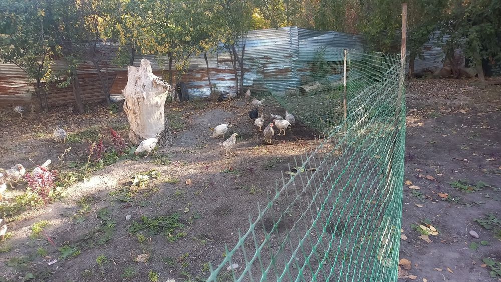 Куры петухи молодые