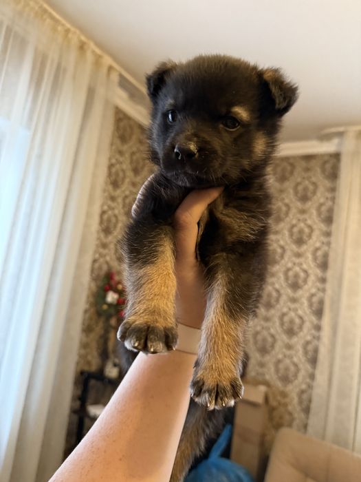 Щенок ищет добрые руки