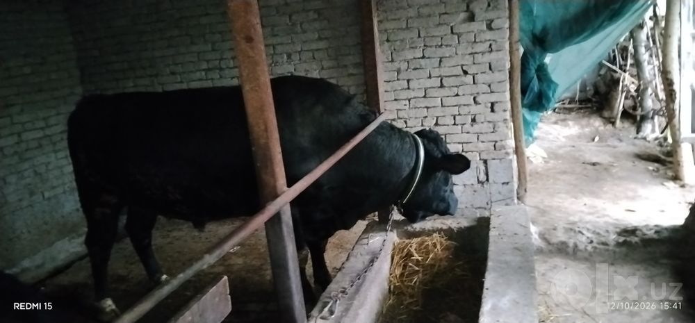 Zor olish uchun Angus buqa sotiladi narxi 6000$ kami bor