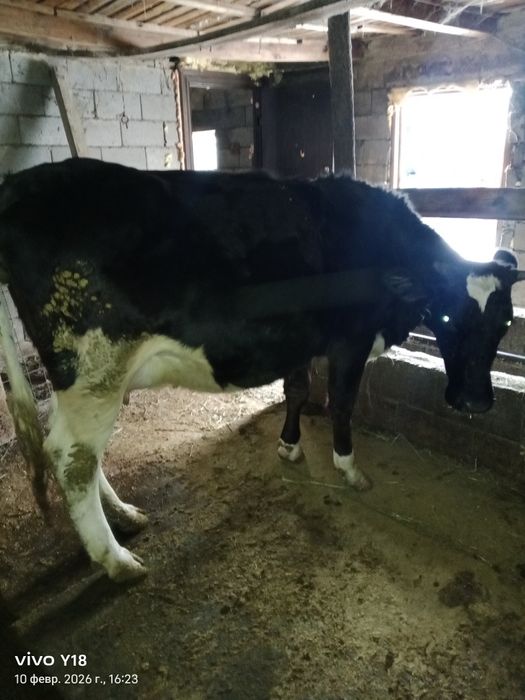 Мал сатамын продам корову