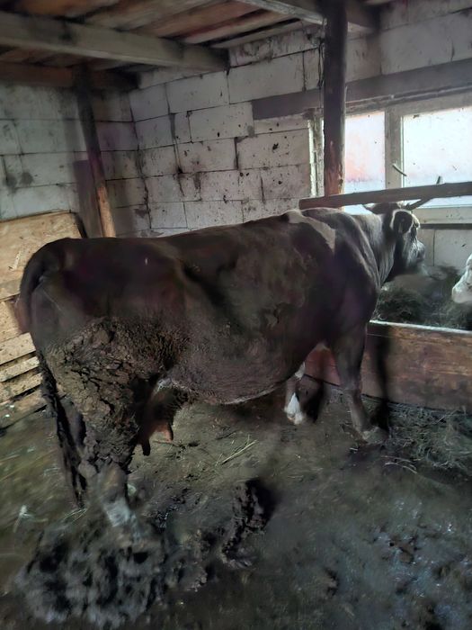 Vand vaca   de 8 ani