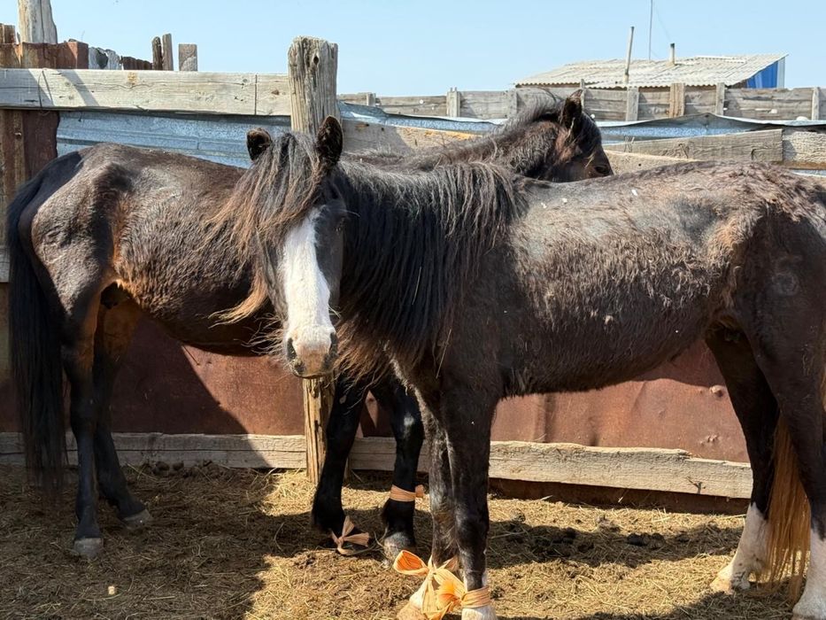 Тай, бие сатылады