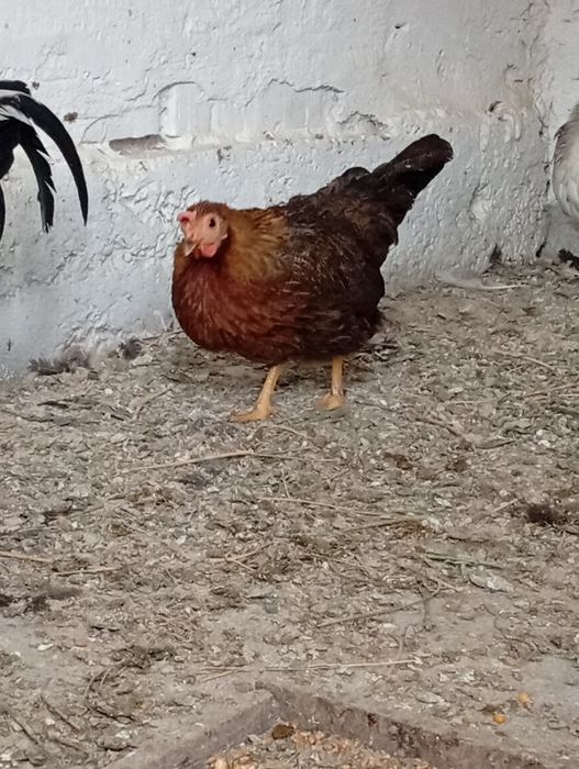 Vând găinușe pitice