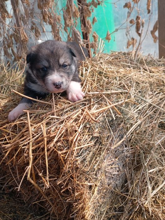 Продажа щенков Лайки