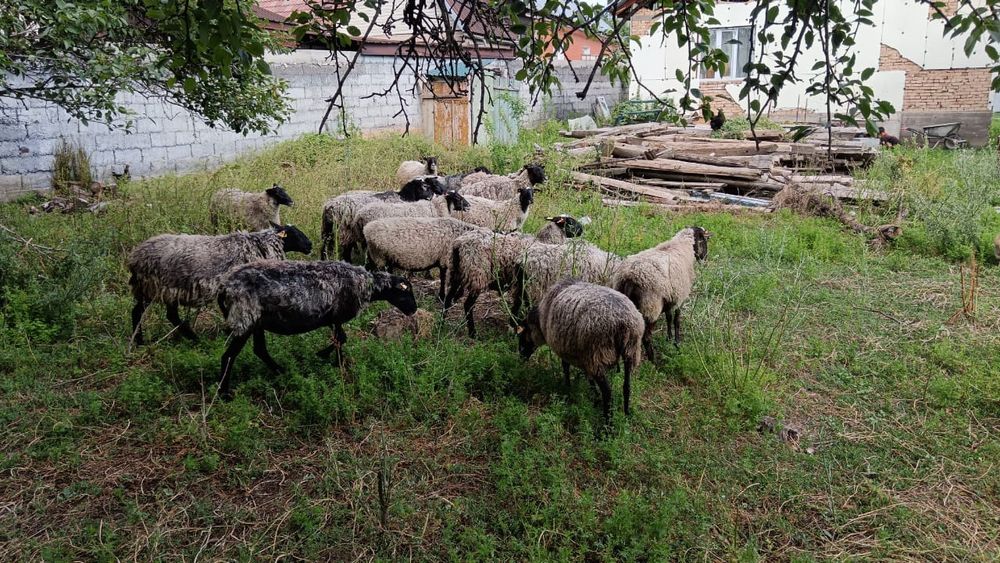 Романовские овцы