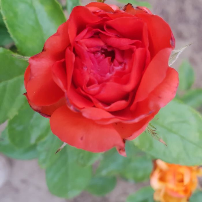 продажа саженцев