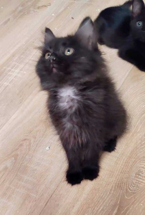 Котёнок мальчик 4 месяца