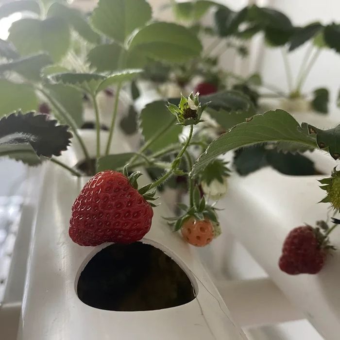 Гидропонная ферма 108