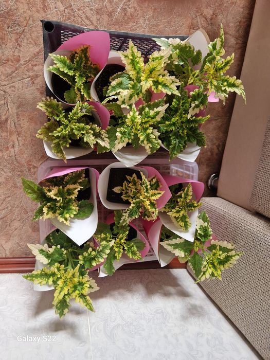 Продам цветы на калта